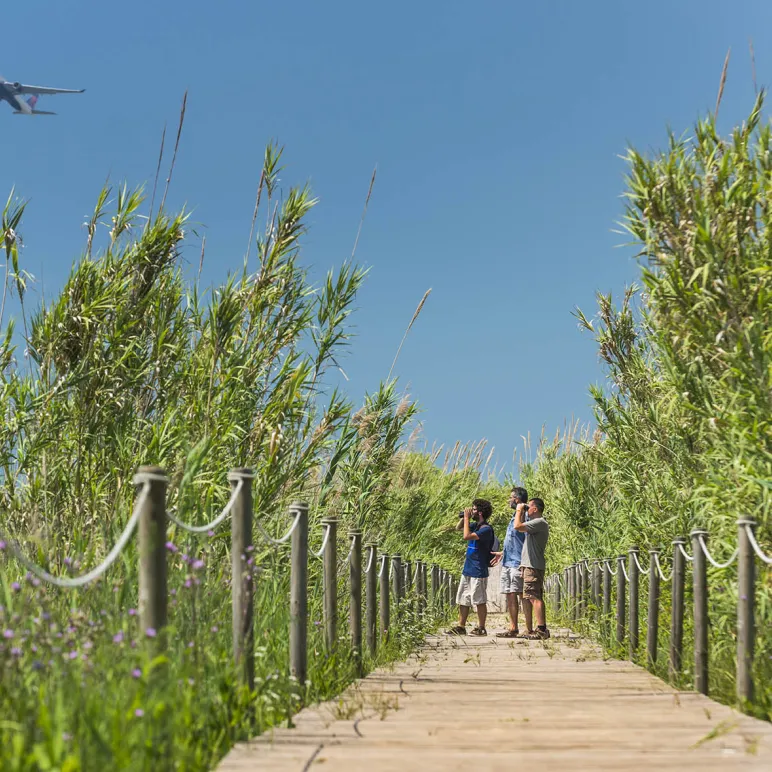 tourists enjoying a natura hike around green areas looking at a plane from below